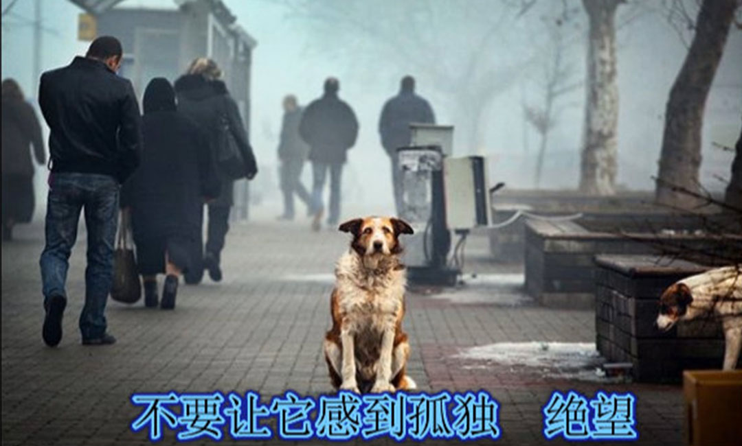 固原爱影圈微博微信转发案例